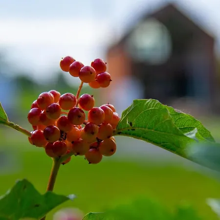 Holiday home Zielone Wrzosowisko *