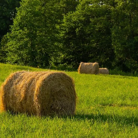 Zielone Wrzosowisko *